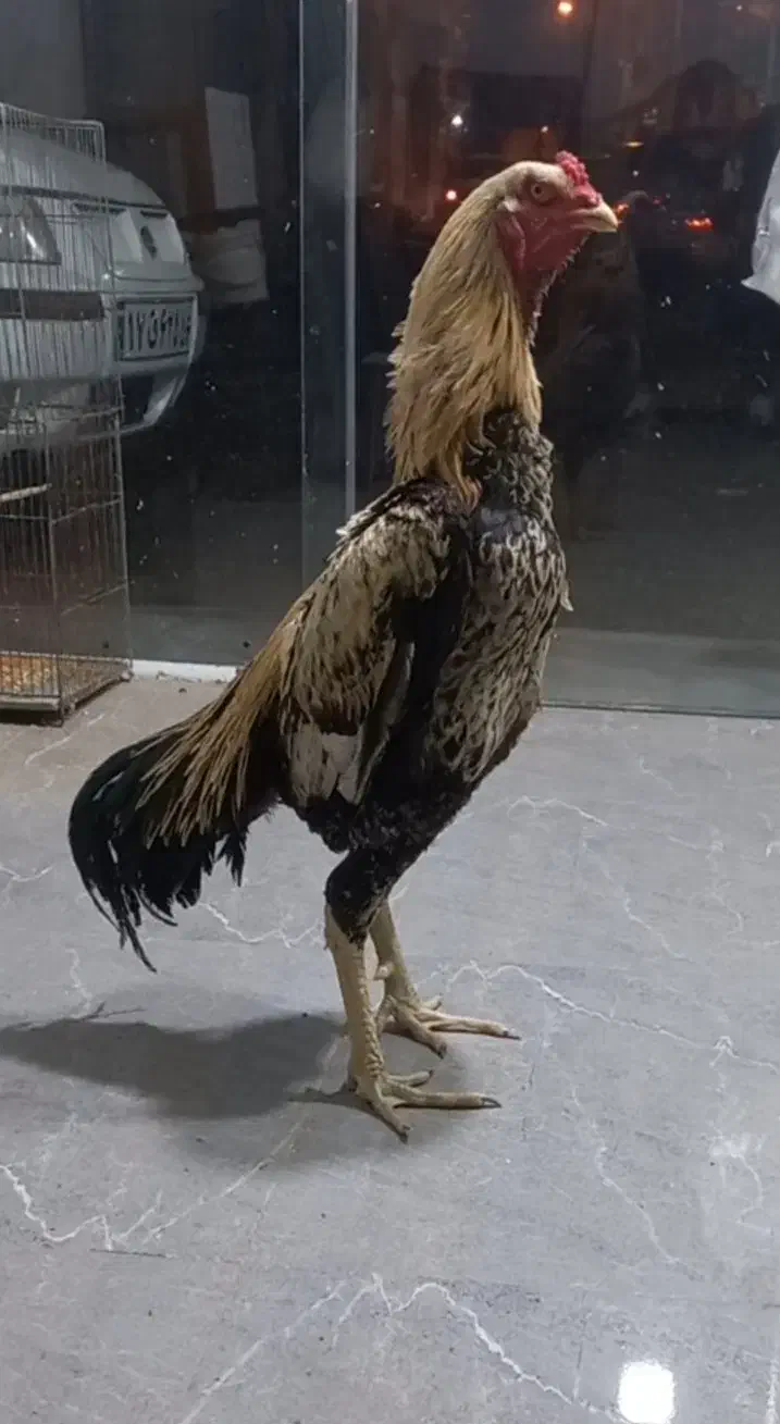 خروس لاری|حیوانات مزرعه|رشت, حمیدیان|دیوار