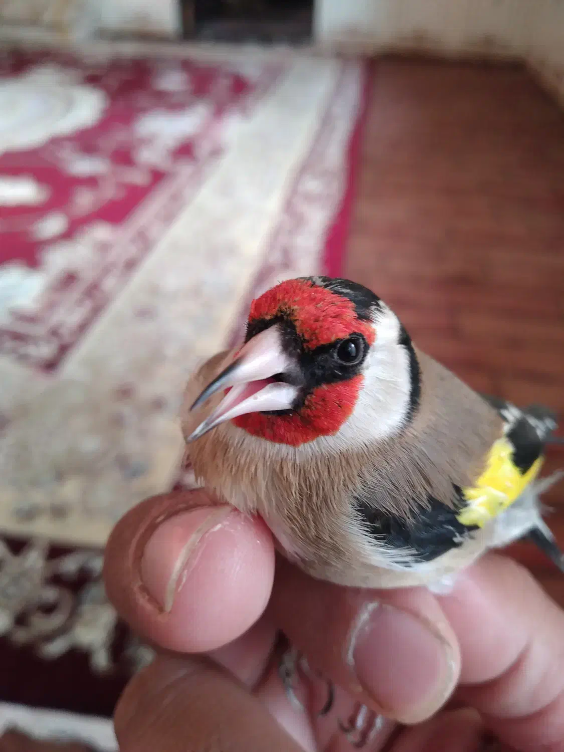 سیره عروسک|پرنده|سرپل ذهاب, |دیوار