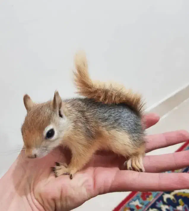 حیوان|حیوانات|یزد, |دیوار