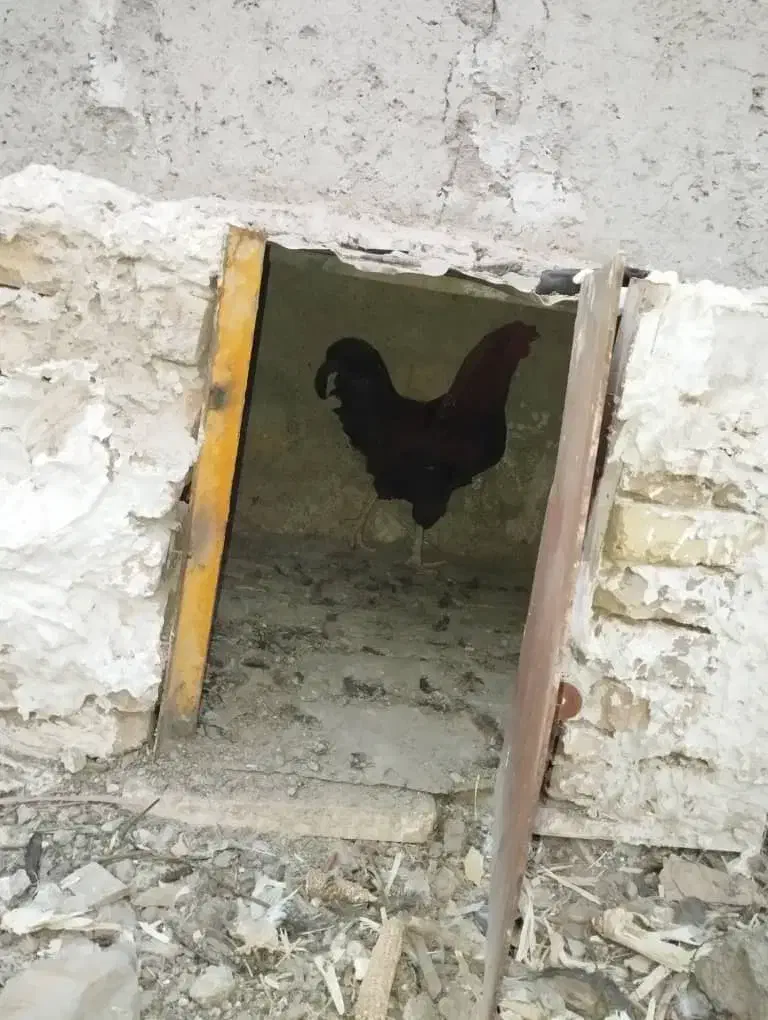 خروس چهل تاج|حیوانات مزرعه|هشتگرد, هشتگرد قدیم|دیوار