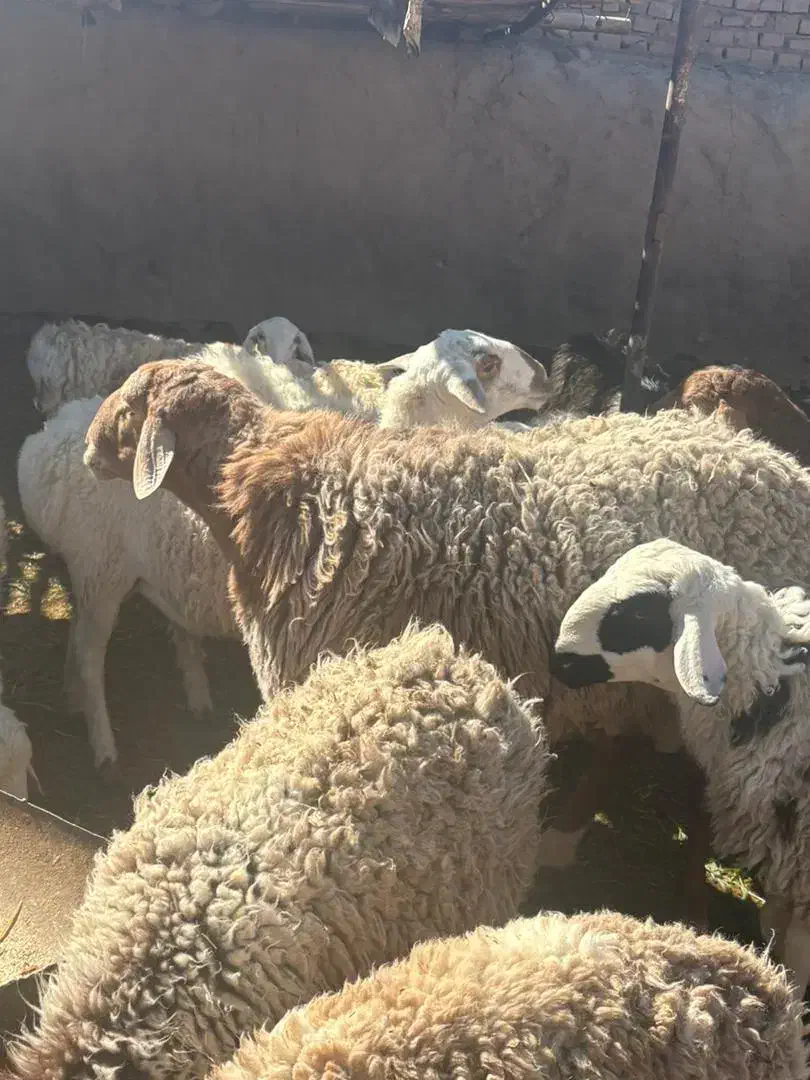 بره نره مناسب تخم و کشتار|حیوانات مزرعه|جلگه ماژان, |دیوار