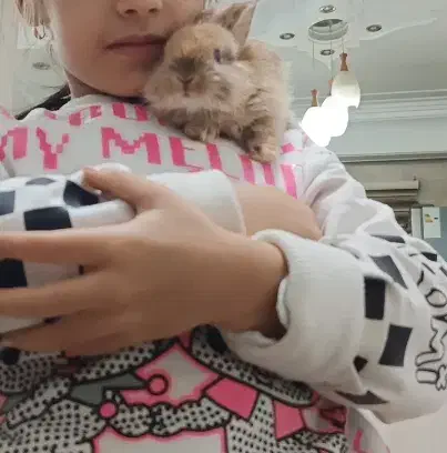 خرگوش مینیاتوری|موش و خرگوش|پاکدشت, حصار امیر|دیوار