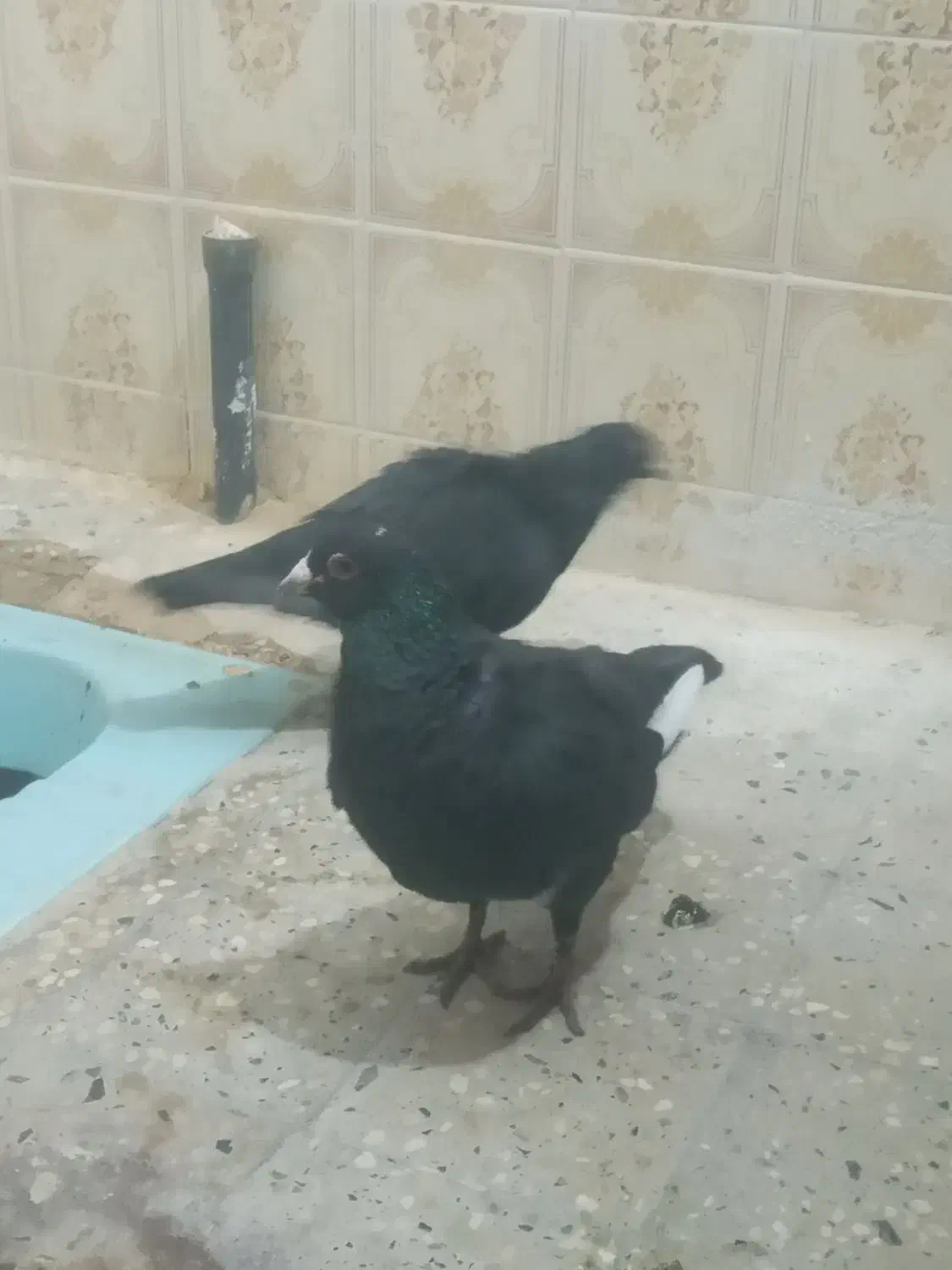 کفتر ای زاهدانی|پرنده|سراوان, |دیوار