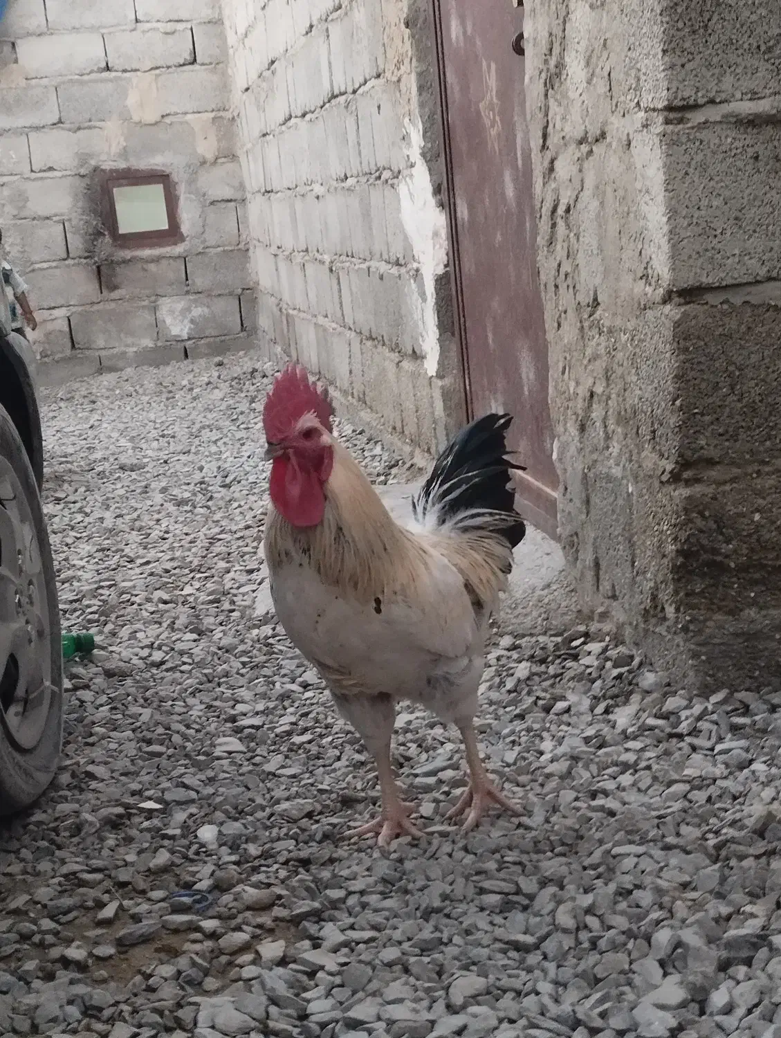 فروشی‌است|حیوانات مزرعه|سراوان, |دیوار