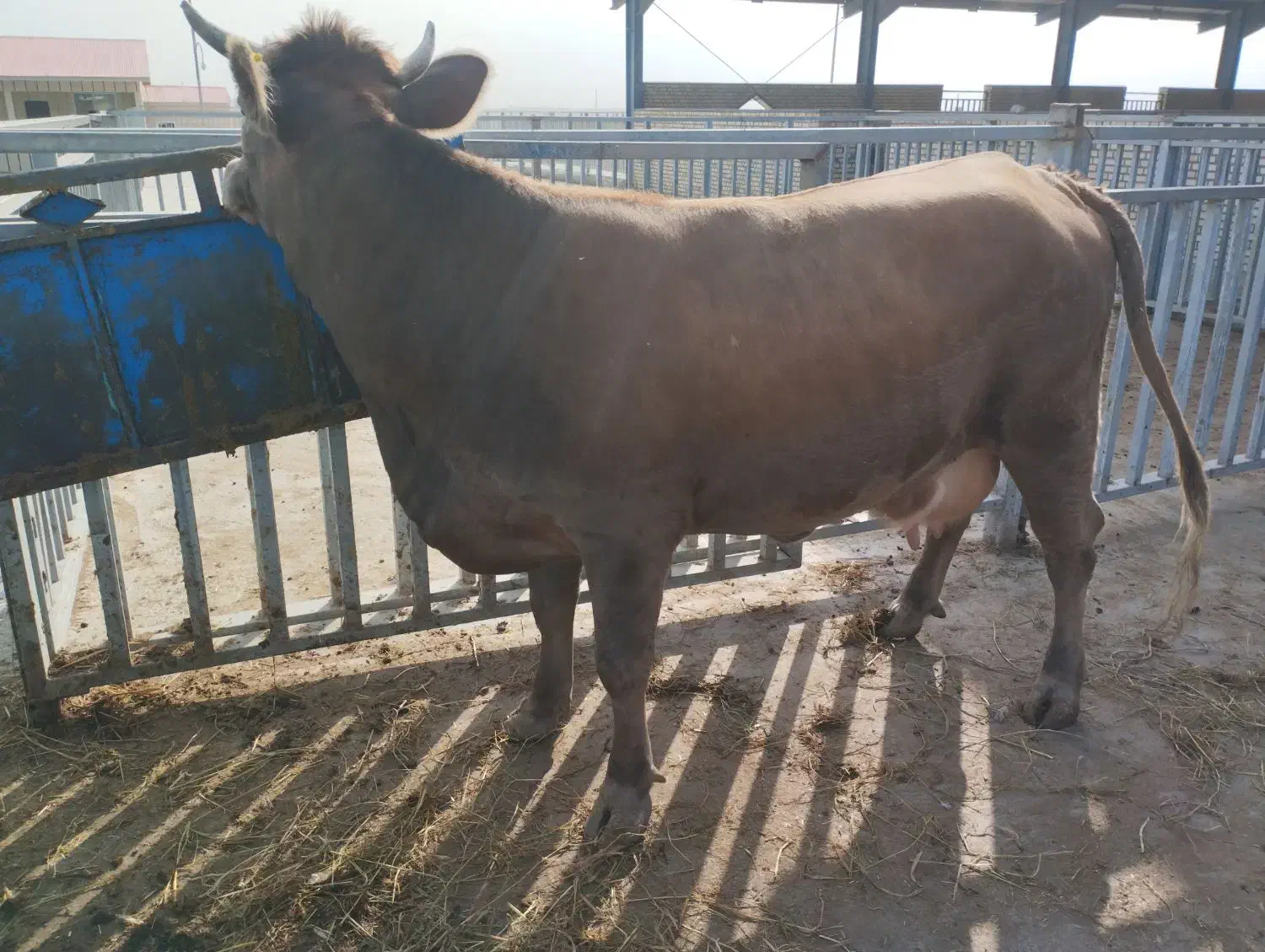 خرید فروش گاو و گوساله|حیوانات مزرعه|بجنورد, |دیوار