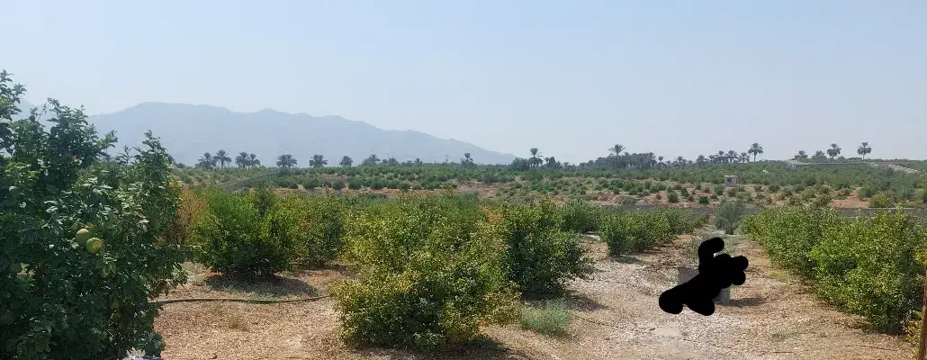 باغ نخل و مرکبات داخل شهر جهرم با قیمت مناسب|فروش دفتر صنعتی، کشاورزی، تجاری|جهرم, |دیوار