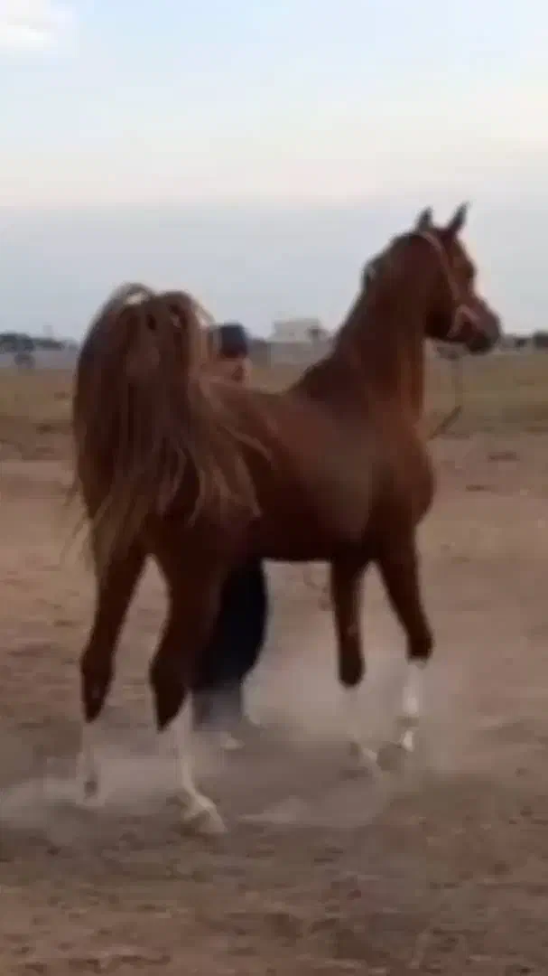 عرب دوسر|اسب و تجهیزات اسب‌سواری|اصفهان, دانشگاه اصفهان|دیوار