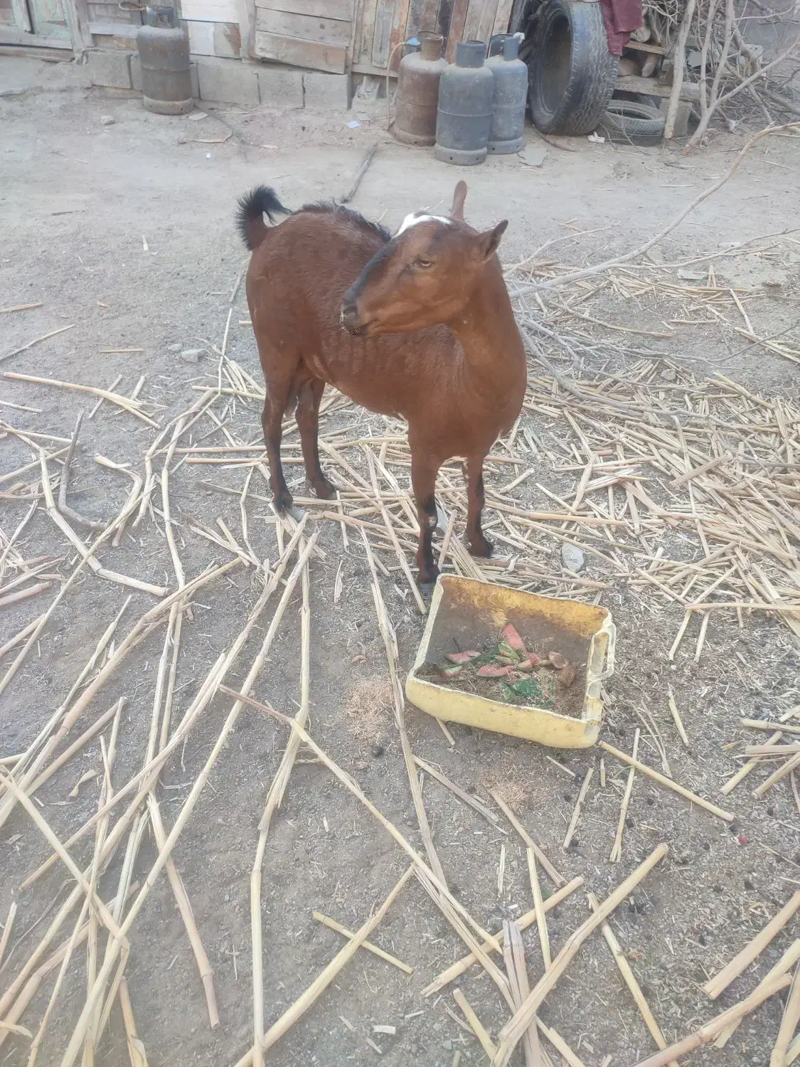 بربری دو ماه آبستن|حیوانات مزرعه|چابهار, |دیوار