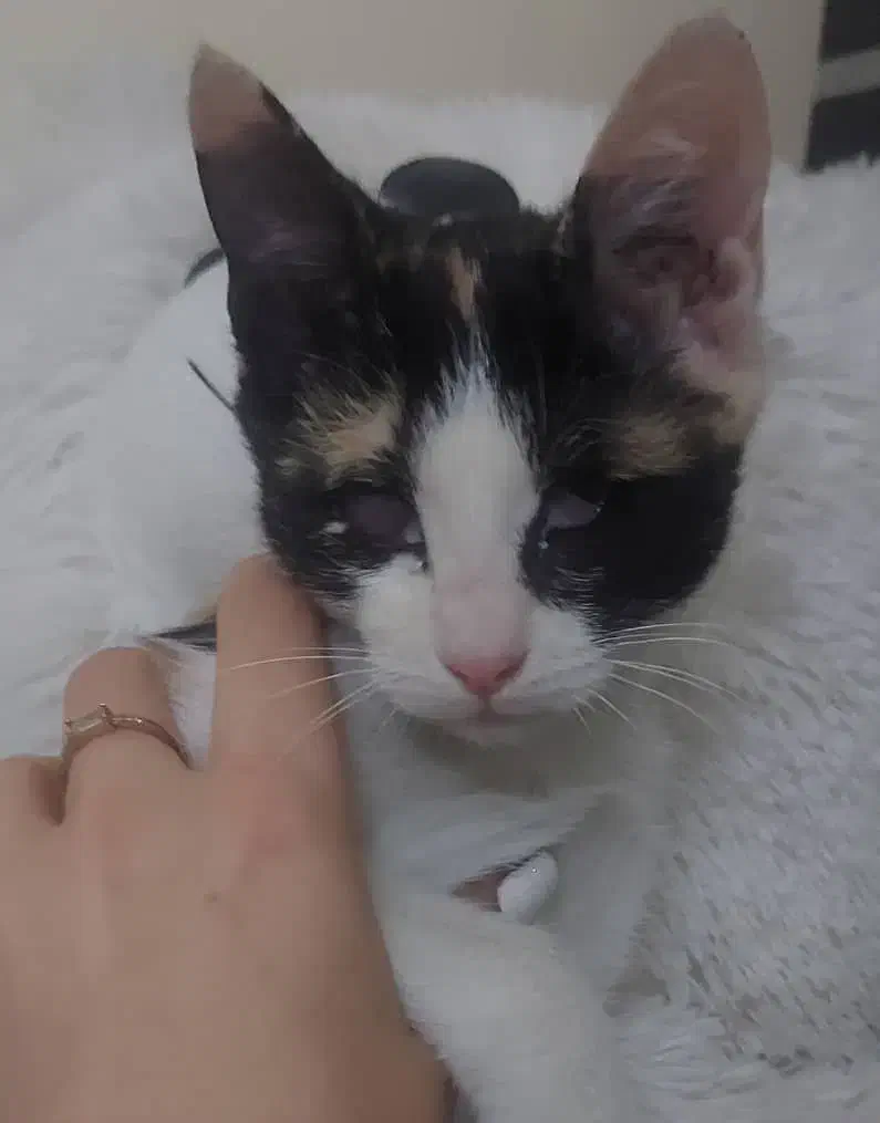 گربه|گربه|ری, حمزهآباد|دیوار