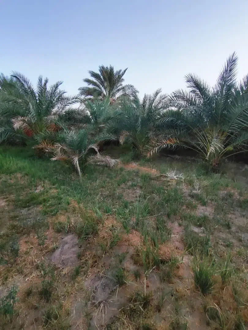 فروش 6ساعت آب با 4هکتار زمین کشاورزی|فروش دفتر صنعتی، کشاورزی، تجاری|نگین کویر, |دیوار