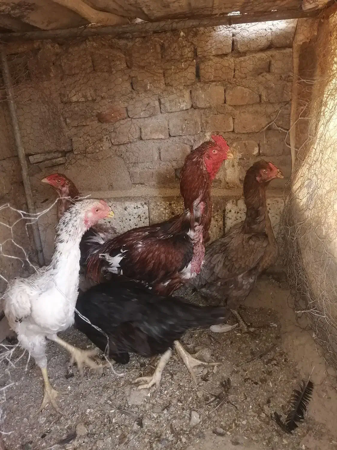 تخم مرغ لاری نطفه دار دونه 30000|حیوانات مزرعه|سبزوار, جهاد کشاورزی|دیوار