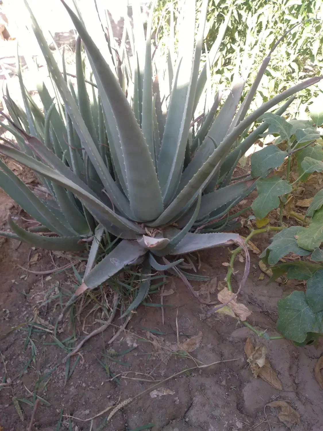 بوته آلوورا|آرایشی، بهداشتی، درمانی|اردکان, |دیوار