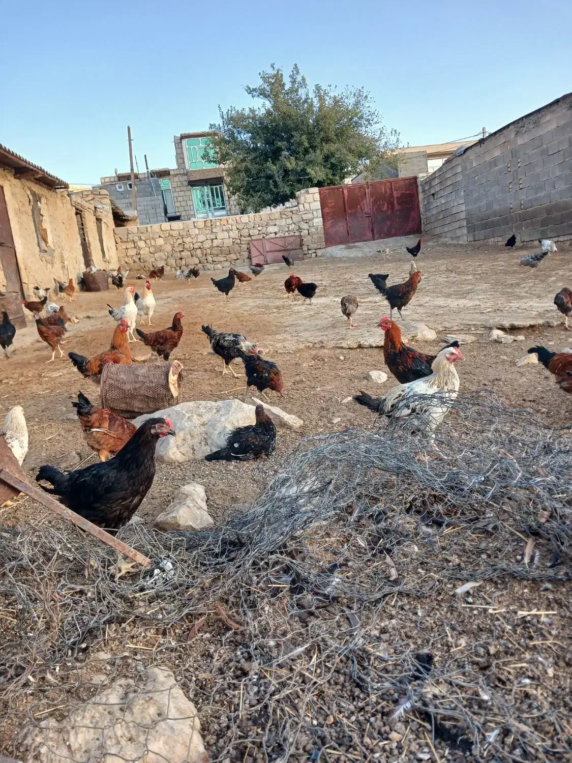 خروس|حیوانات مزرعه|سرپل ذهاب, |دیوار