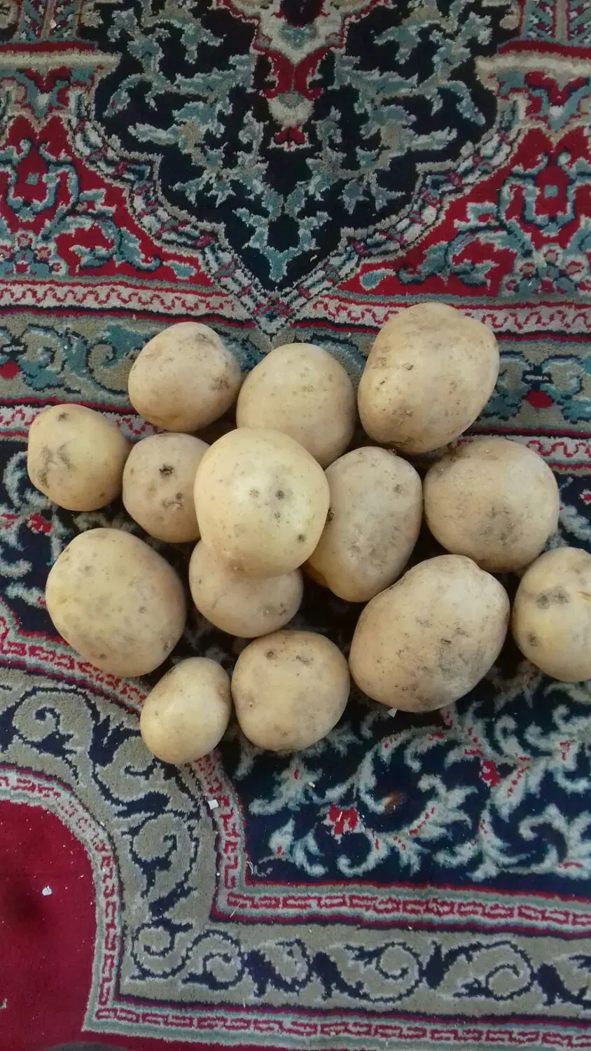 سیب زمینی|خوردنی و آشامیدنی|بهار, |دیوار