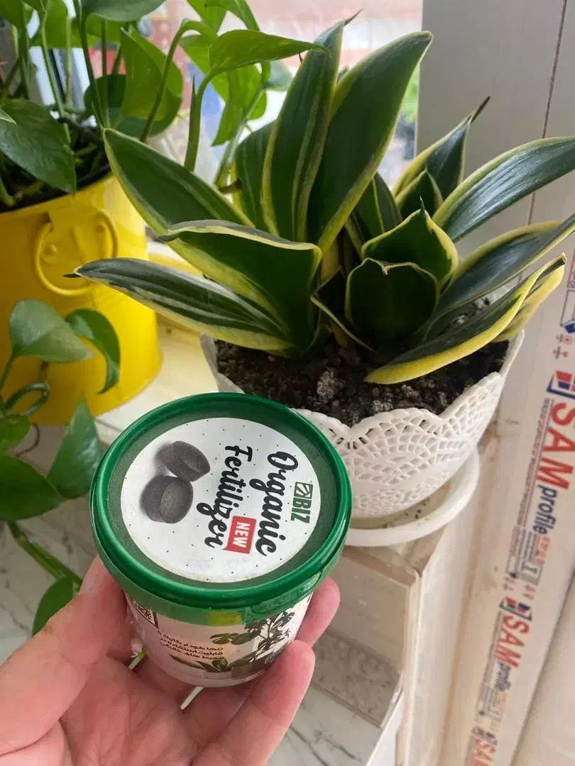 قرص کود|گل و گیاه طبیعی|مشگین شهر, |دیوار