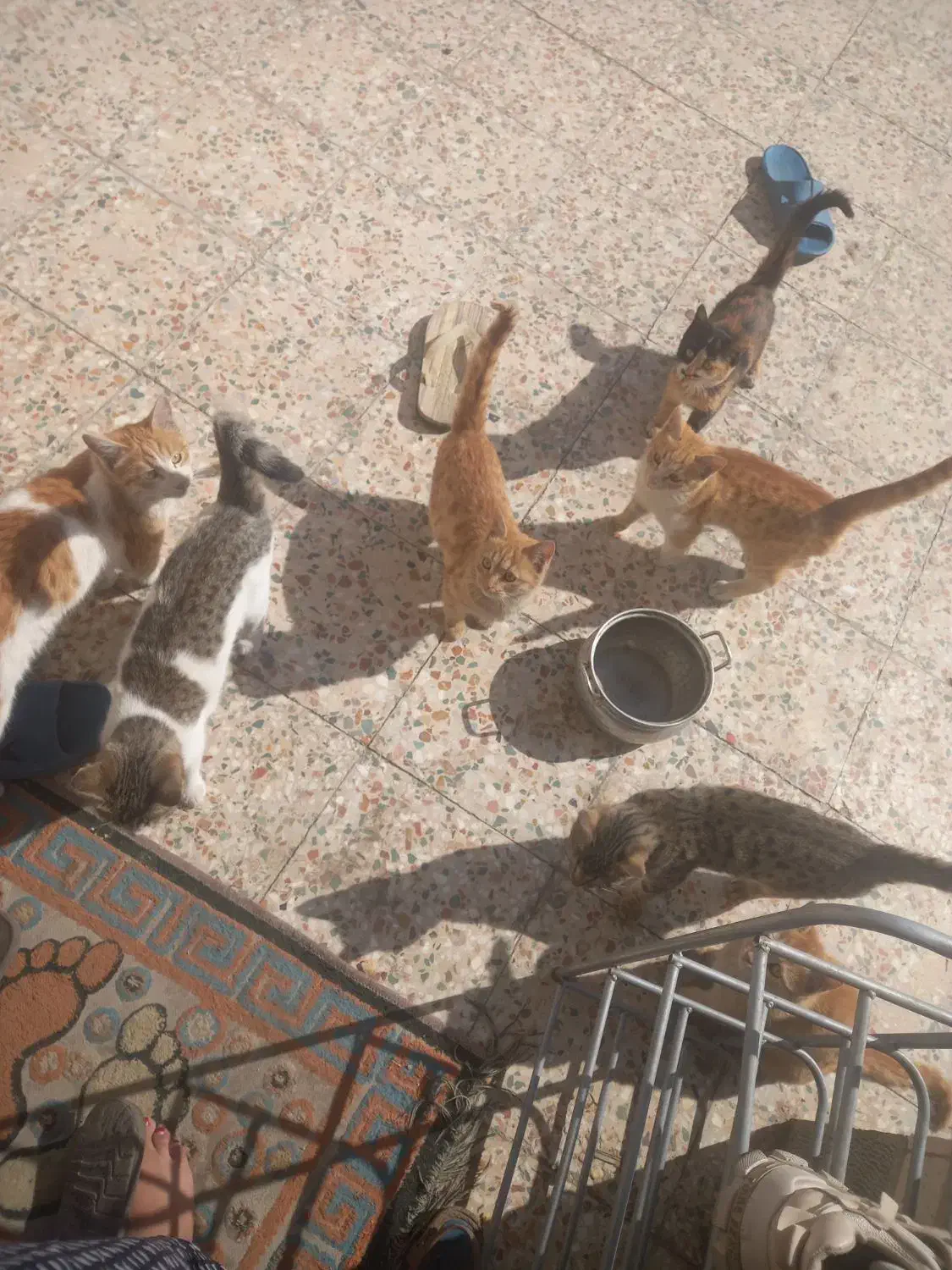 واگذاری چند عدد بجه گربه بومی|گربه|کرمان, |دیوار