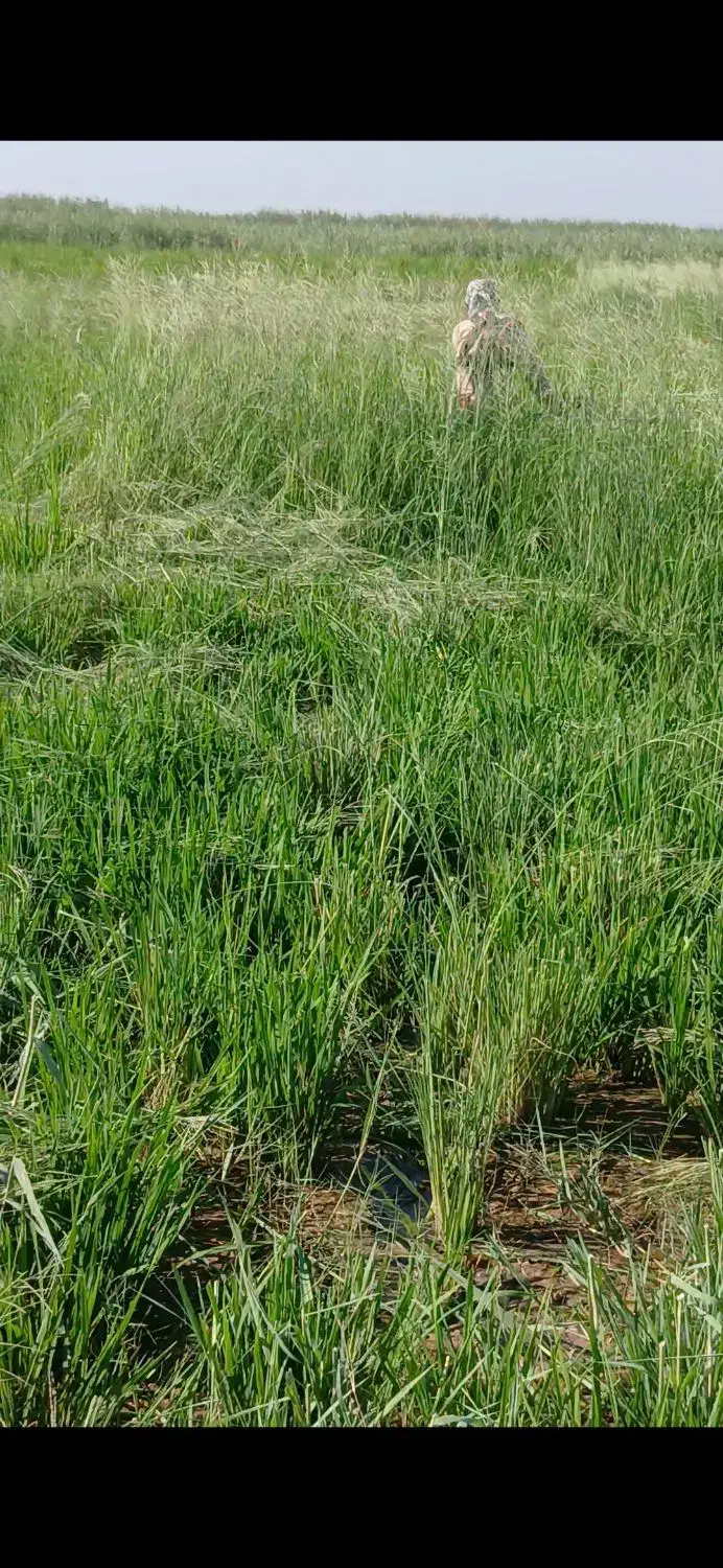علف زنی|خدمات باغبانی و درختکاری|شوشتر, |دیوار