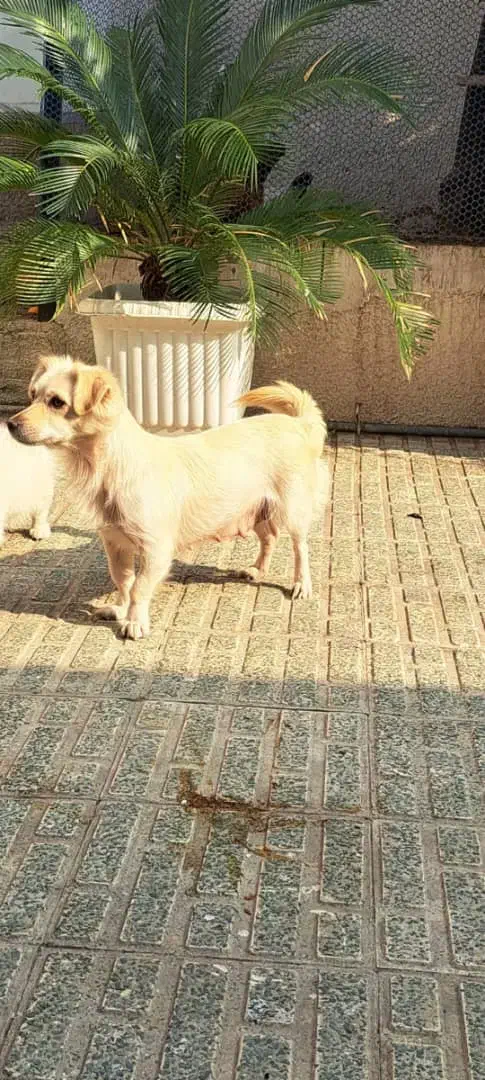 واگذاری سگ پاکوتاه نژاد اشپیتز|سگ|قائمشهر, |دیوار