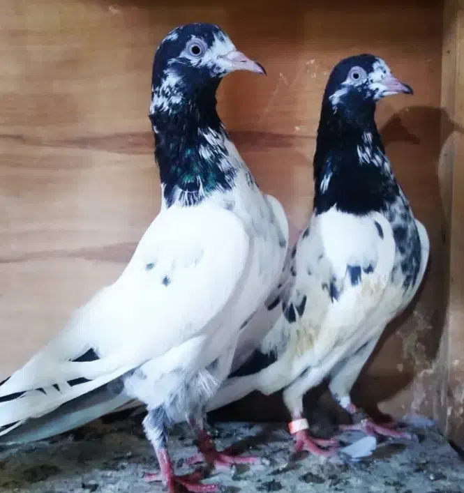 کبوترتیدی بلندپرواز|پرنده|تهران, کوی بیمه|دیوار