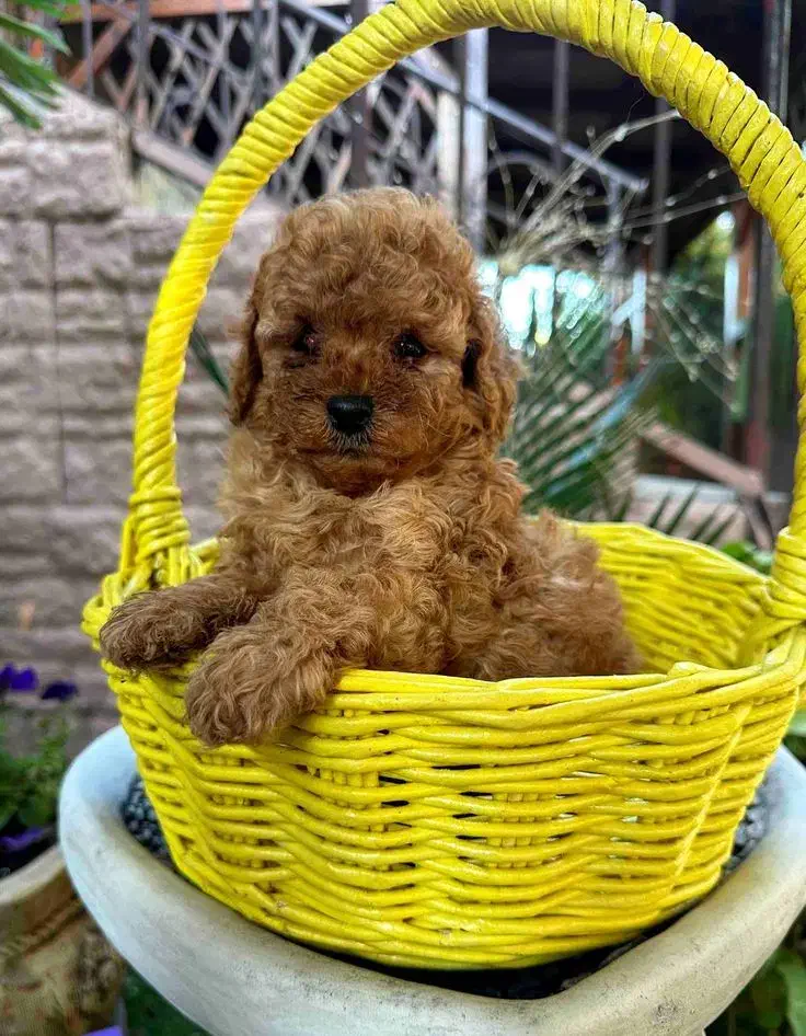 توی پودل / 2ماهه / تیکاپ|سگ|تهران, وردآورد|دیوار