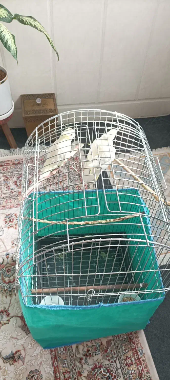 عروس هلندی لوتینو|پرنده|قم, سید معصوم|دیوار