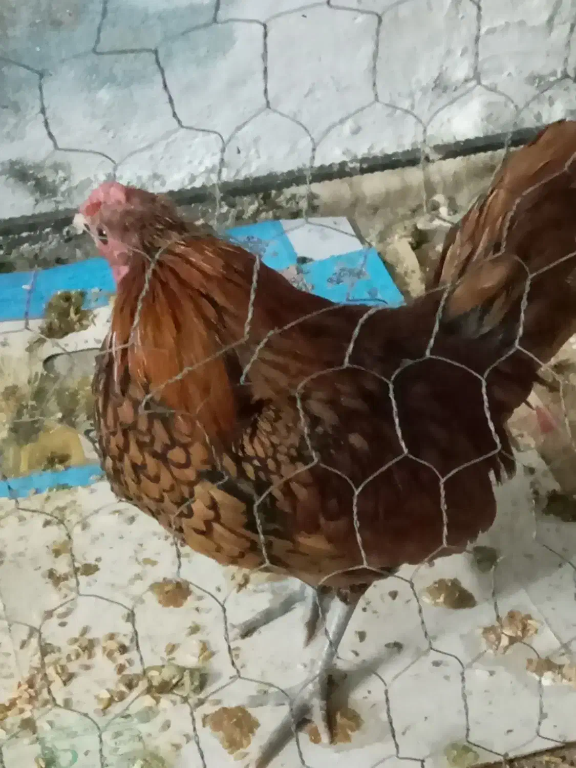 خر‌وس سبرایت|حیوانات مزرعه|تهران, ارجمندی راد|دیوار