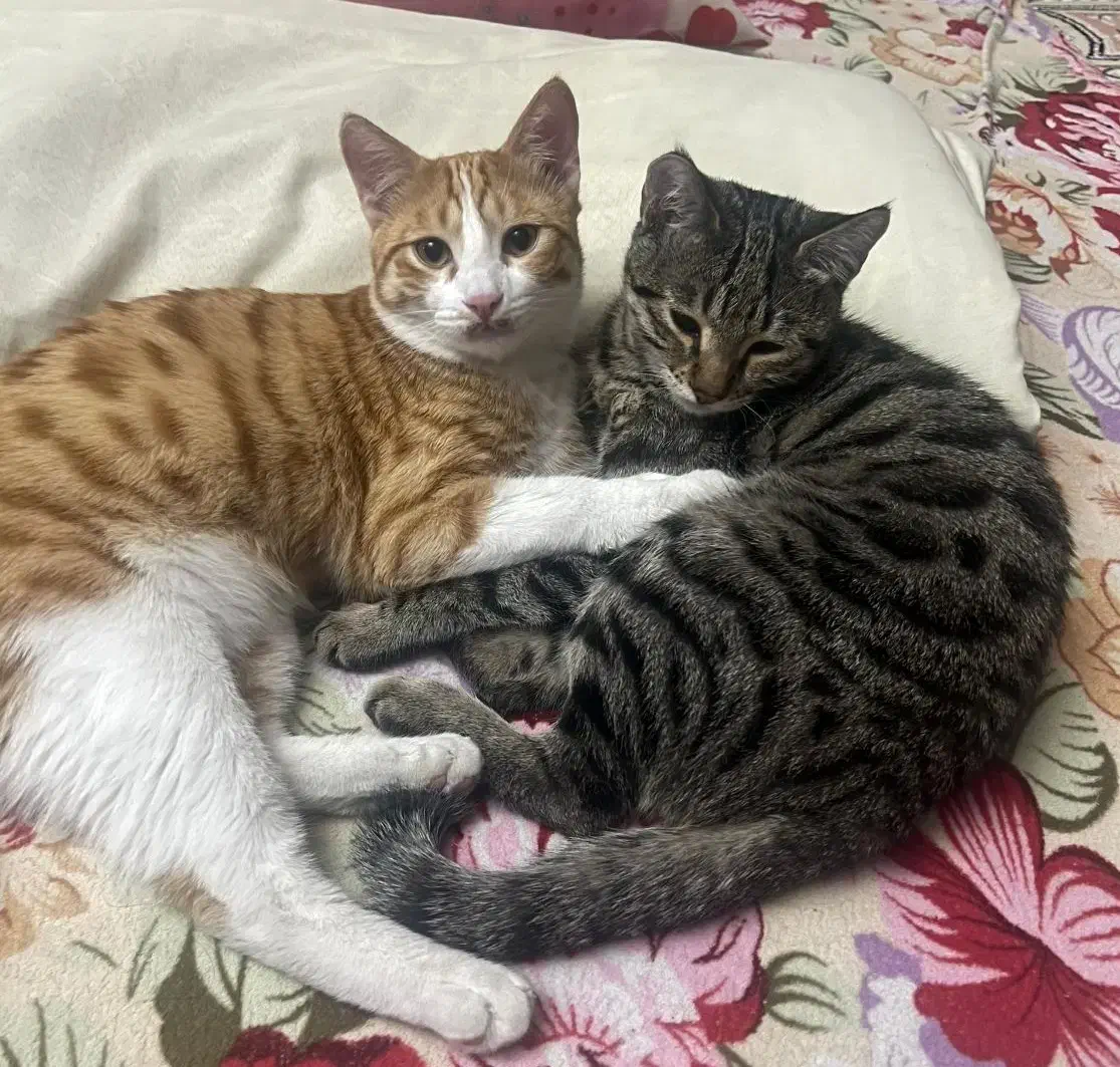 واگزاری گربه نر|گربه|تبریز, |دیوار