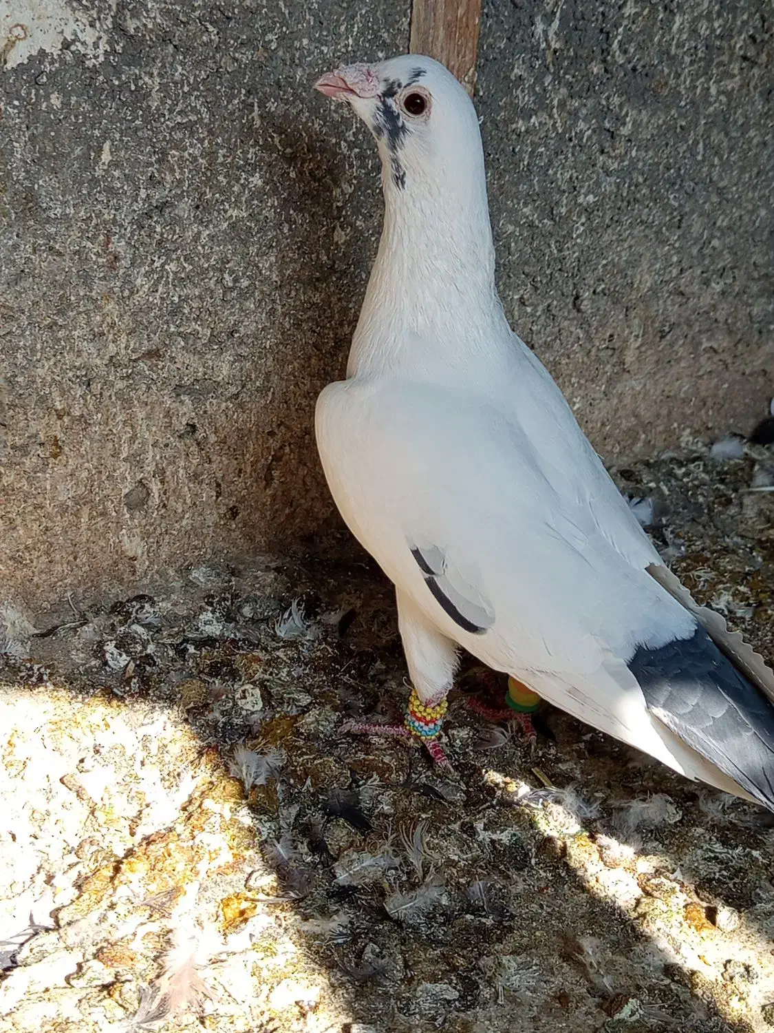 کفتر|پرنده|مشهد, شهید قربانی|دیوار