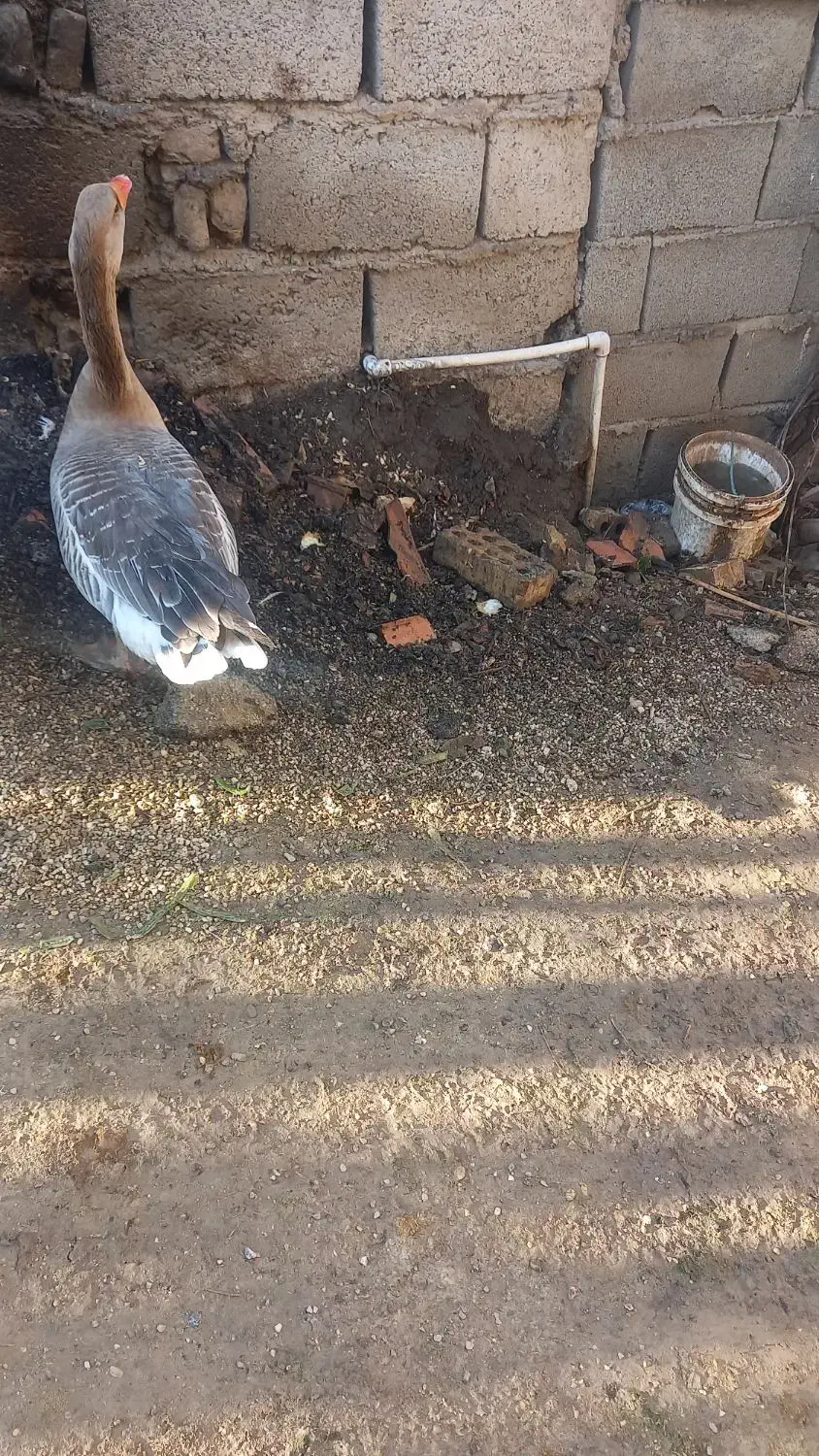 غازمحلی ماده وتخم غاز|حیوانات مزرعه|کلاله, |دیوار