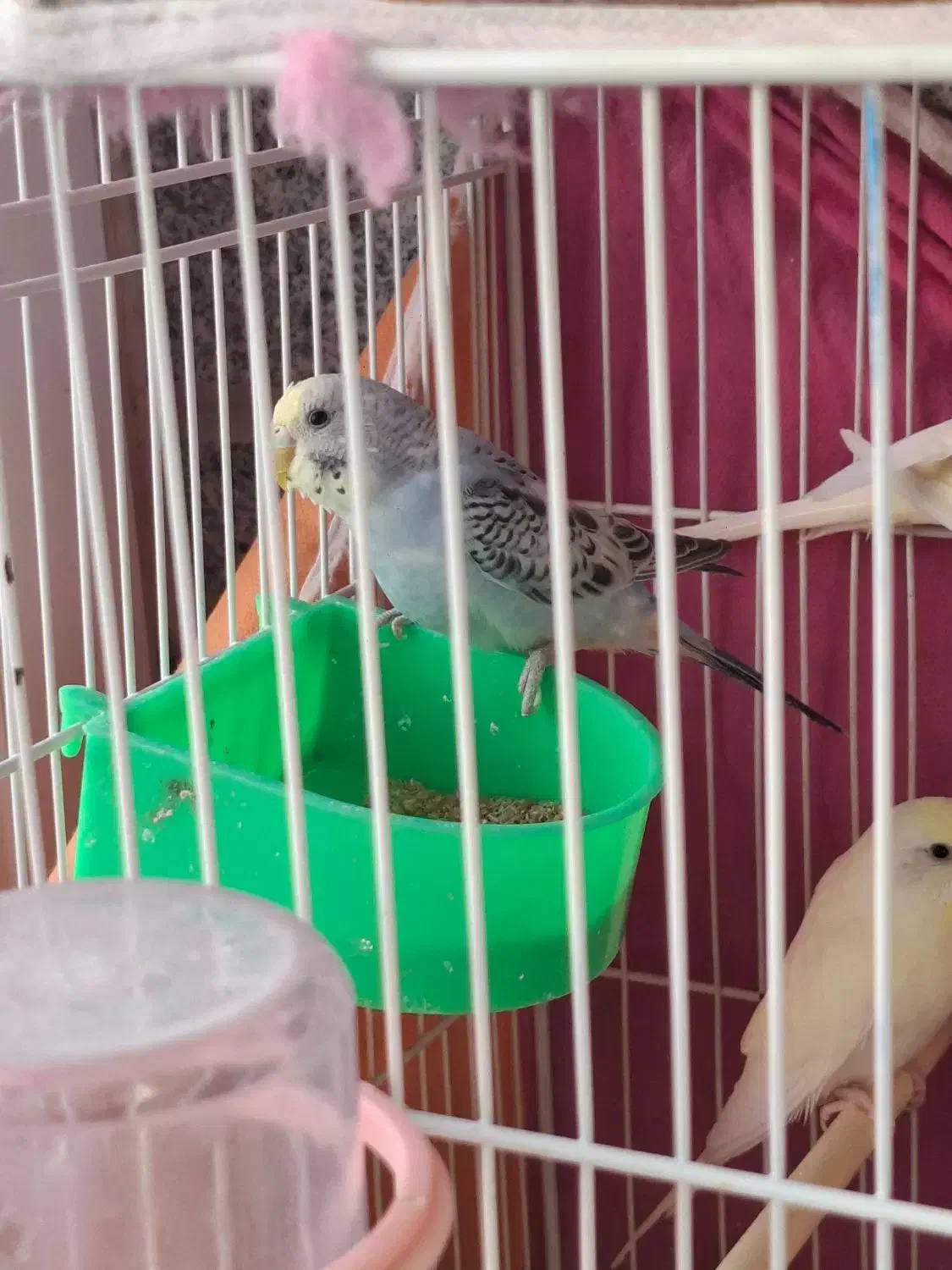 مرغ عشق نر و ماده|پرنده|مشهد, نیروی هوایی|دیوار