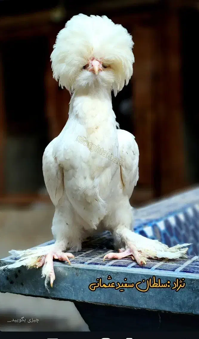 نیمچه در نژادهای برهما،پولند،سلطان،لهستانی|حیوانات مزرعه|اصفهان, بوستان ناژوان|دیوار