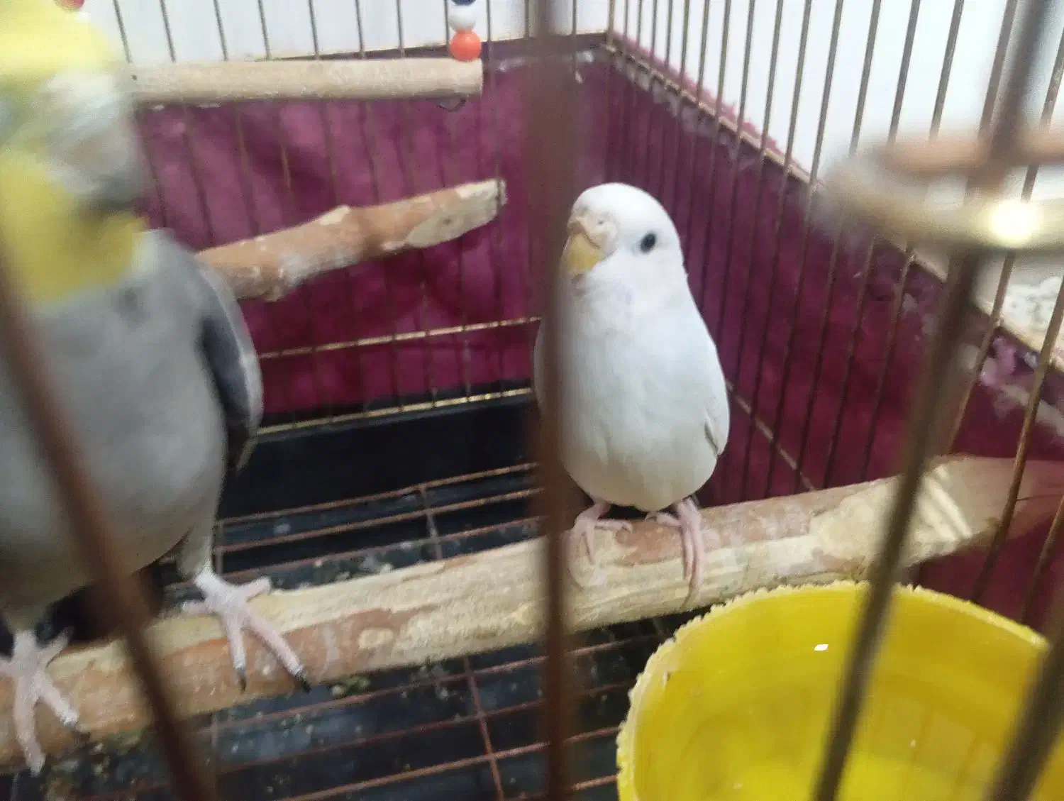 عروس هلندی سخنگو باهوش|پرنده|هشتگرد, شهرک فرهنگیان|دیوار