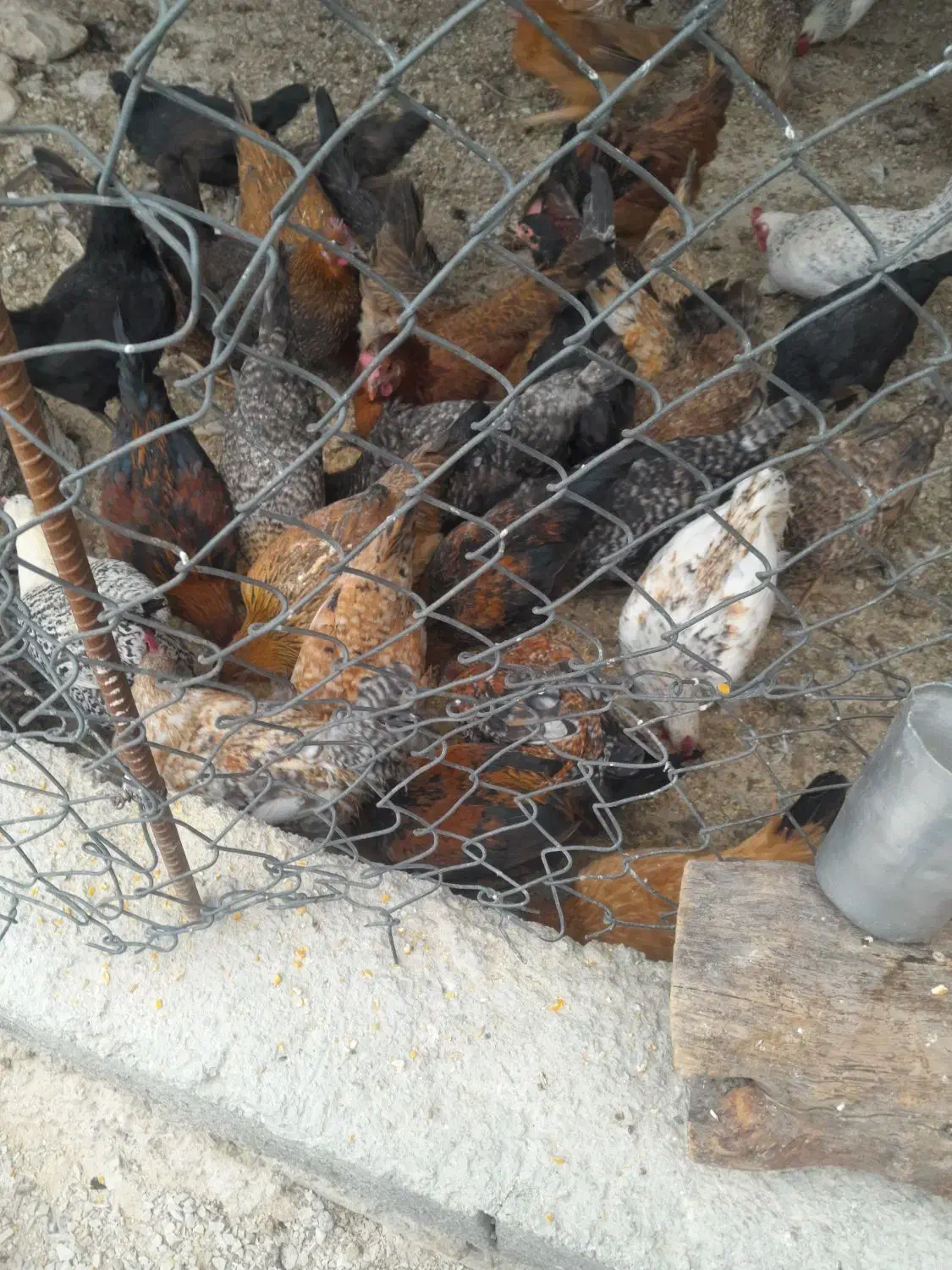 مرغ تخم گذار کبوتر|حیوانات مزرعه|اندیمشک, |دیوار