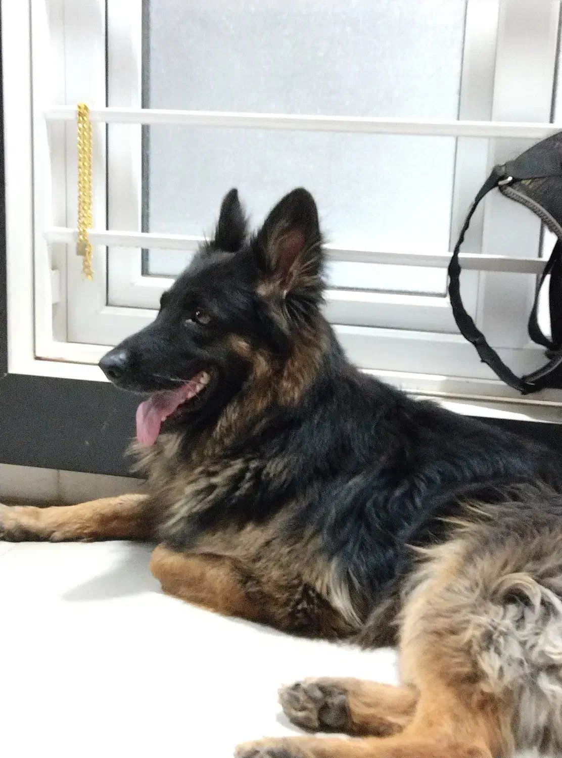 گمشده|حیوانات|بهبهان, |دیوار