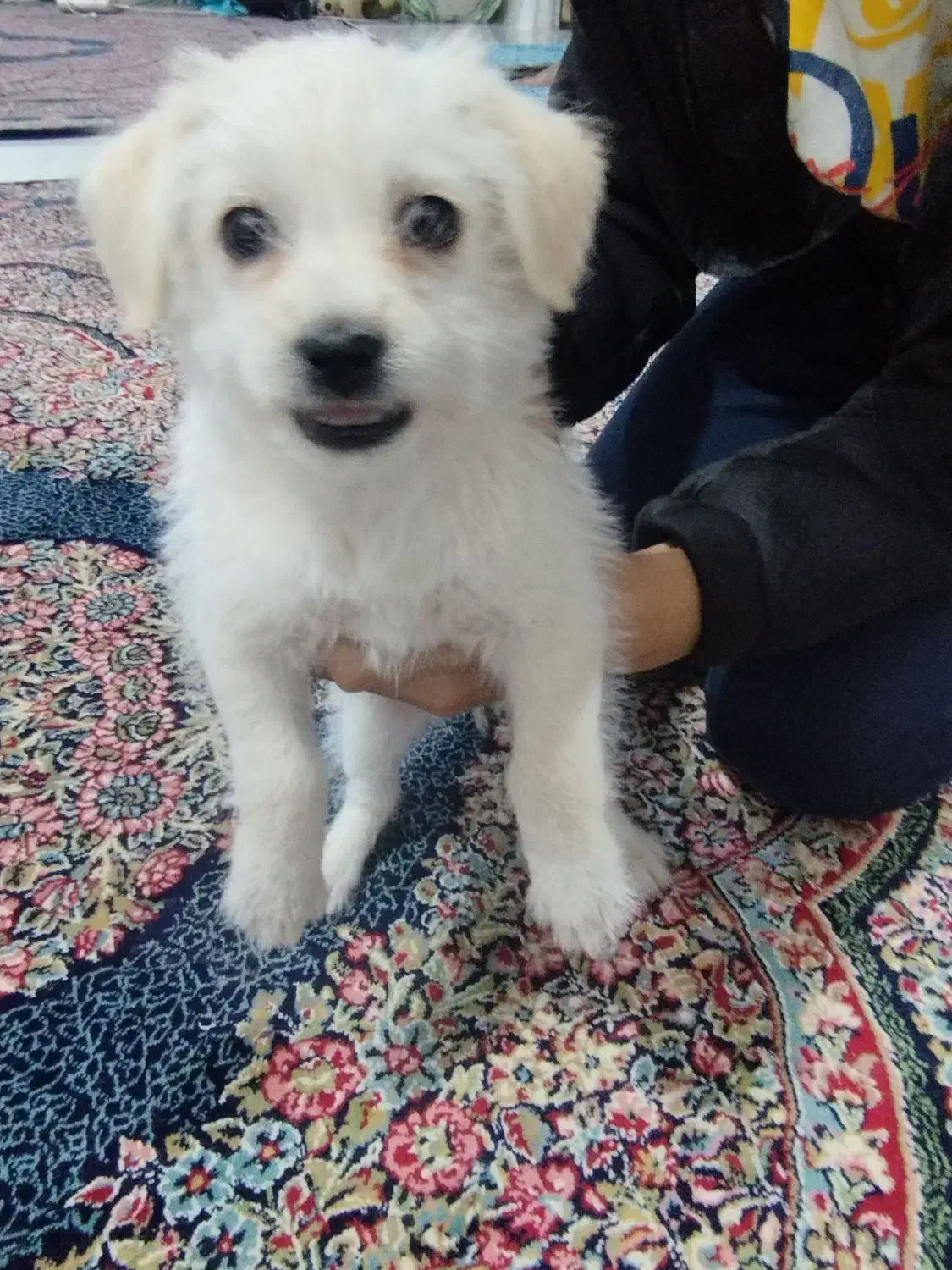 سگ پاکوتاه|سگ|مشهد, طلاب|دیوار