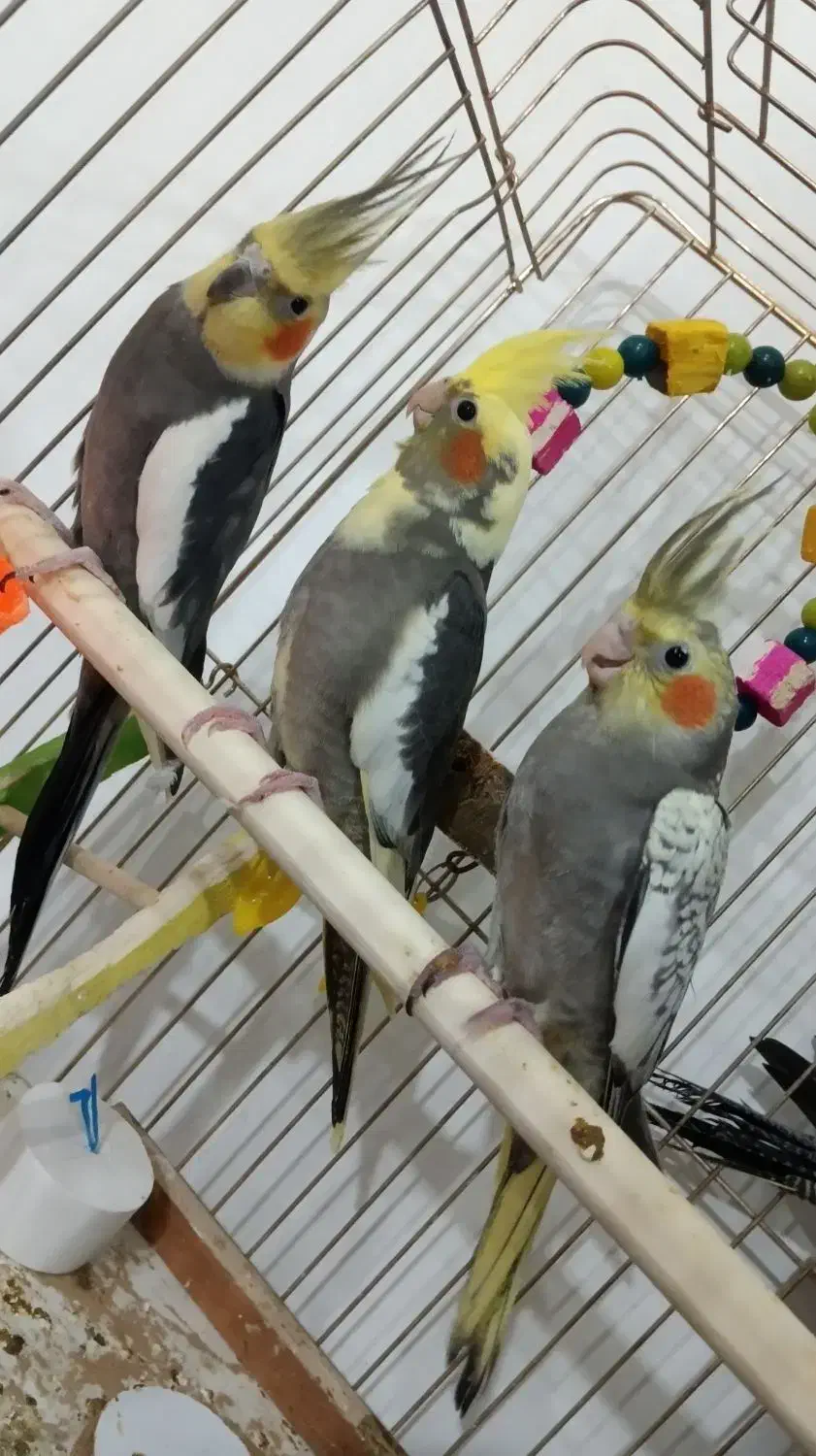 عروس هلندی ۴میلیون|پرنده|مشگین شهر, |دیوار