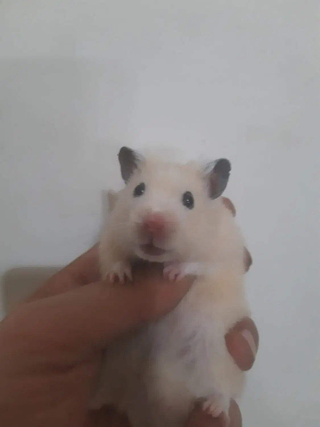 همستر سوری|موش و خرگوش|تهران, نعمت‌آباد|دیوار