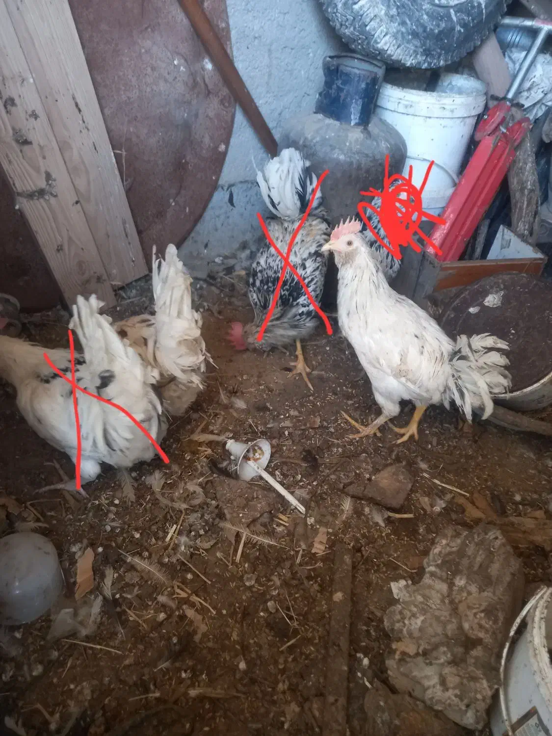 سه تاخروس گلین بالغ ونیمچه معاوضه کفتر مرغ پرنده|حیوانات مزرعه|محمدشهر, یزدیها|دیوار