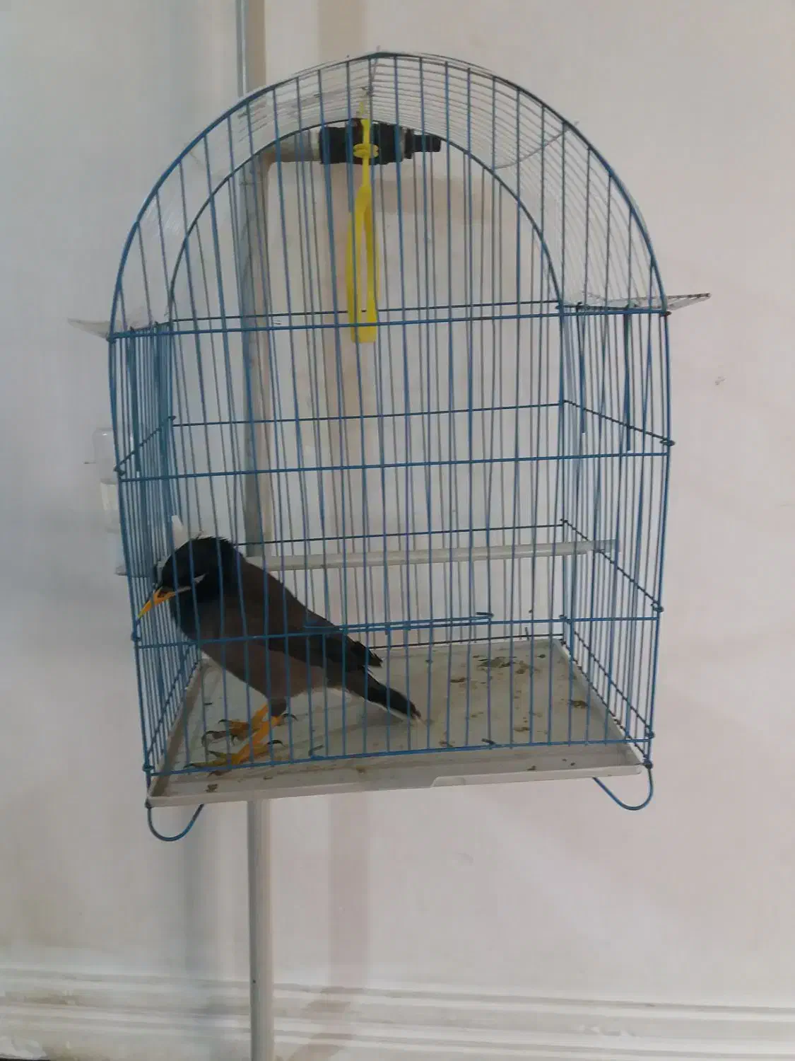 قفس سایز متوسط|لوازم جانبی حیوانات|مینودشت, |دیوار