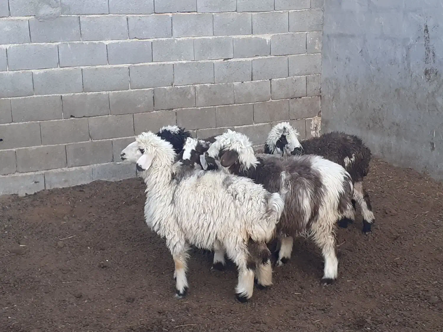 بره ماده،میش،بز،بزغاله|حیوانات مزرعه|مبارکه, |دیوار