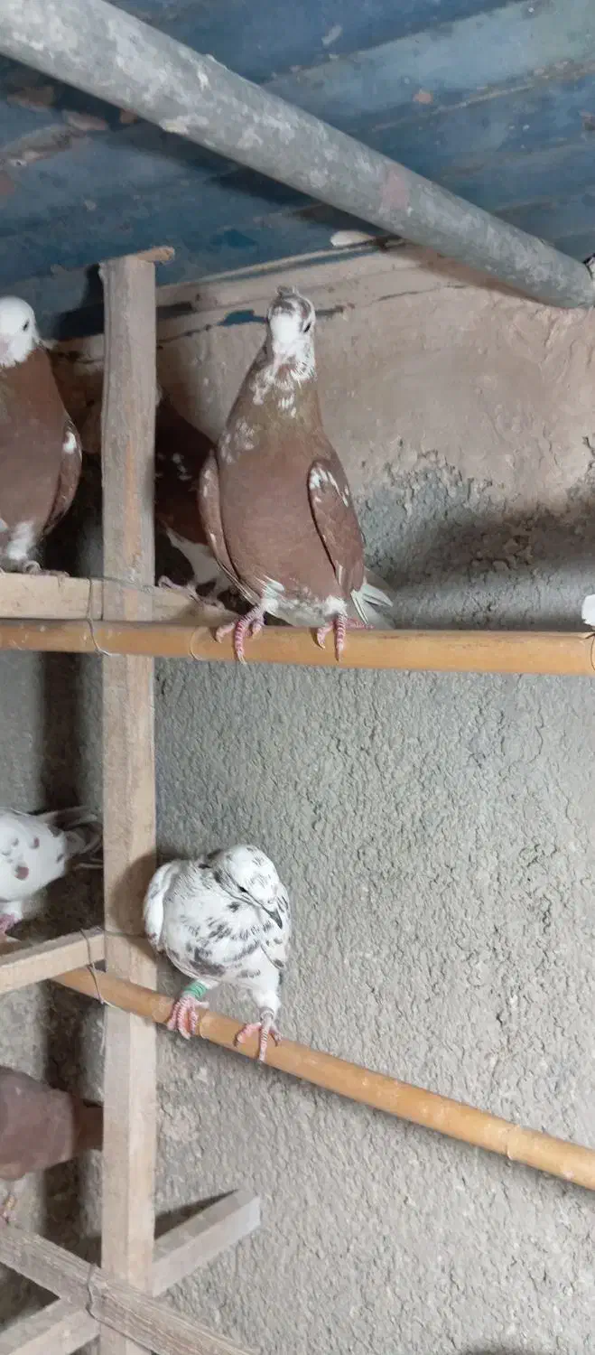 کبوتر|پرنده|قرچک, محمد آباد|دیوار