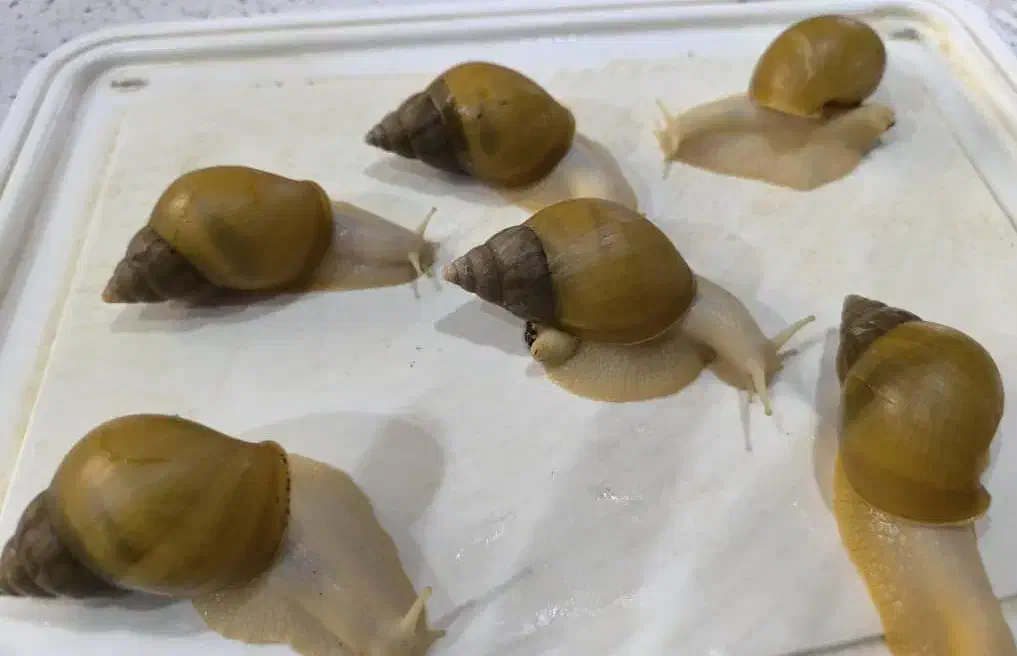 حلزون آچانیتا آلینو|خزنده|تهران, بهمن یار|دیوار