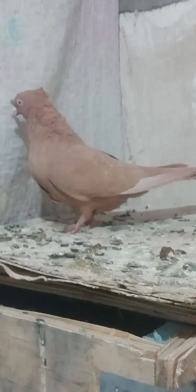 کبوتر|پرنده|شیراز, شهرک مهدیه|دیوار