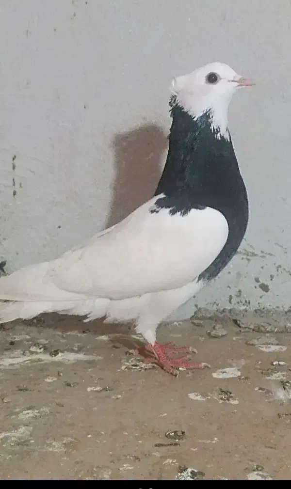 کبوتر طوقی|پرنده|مینودشت, |دیوار