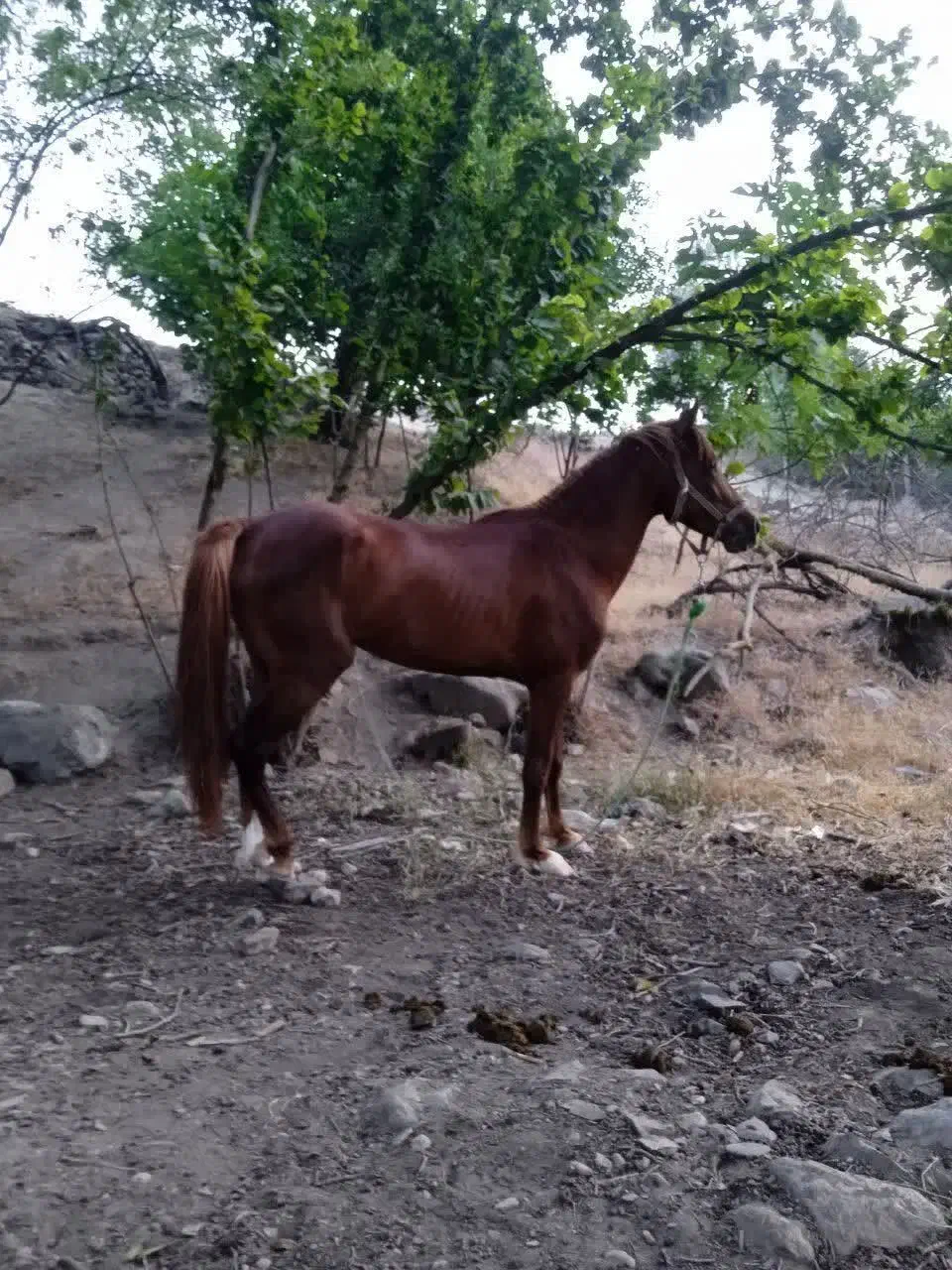 اسب نریان|اسب و تجهیزات اسبسواری|زنجان, |دیوار