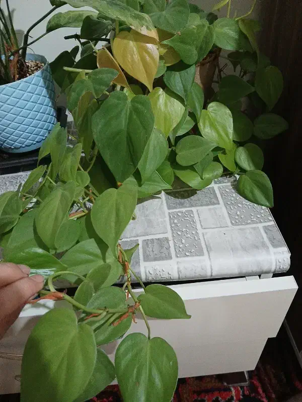 پتوس نئون|گل و گیاه طبیعی|تبریز, |دیوار