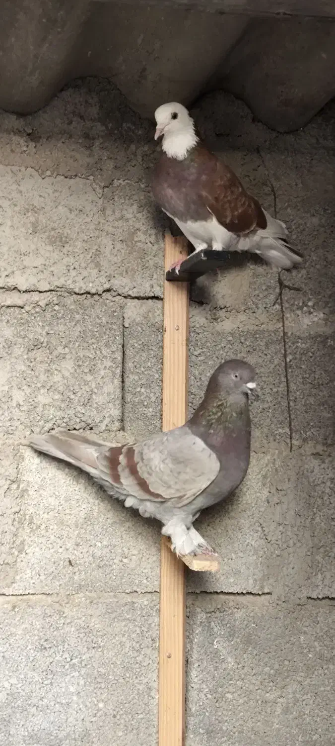 کفتر پرشی|پرنده|گمیشان, |دیوار