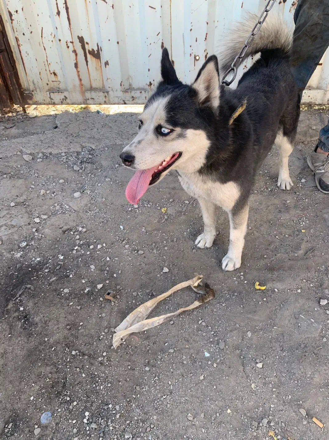 واگذاری سگ هاسکی|سگ|تبریز, |دیوار