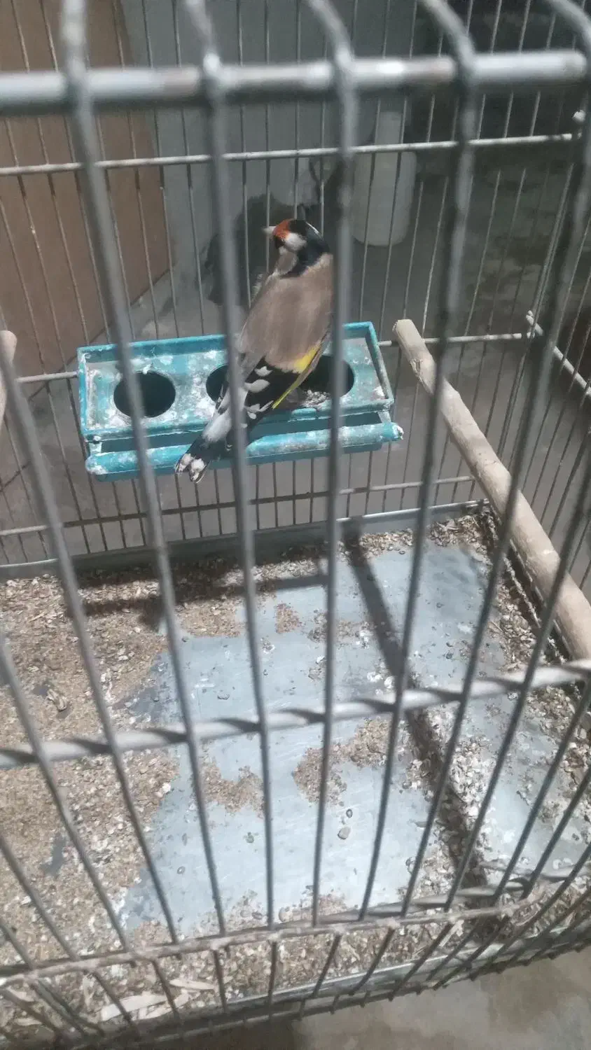 فروش جوجه سهره تازه تخت|پرنده|سقز, |دیوار