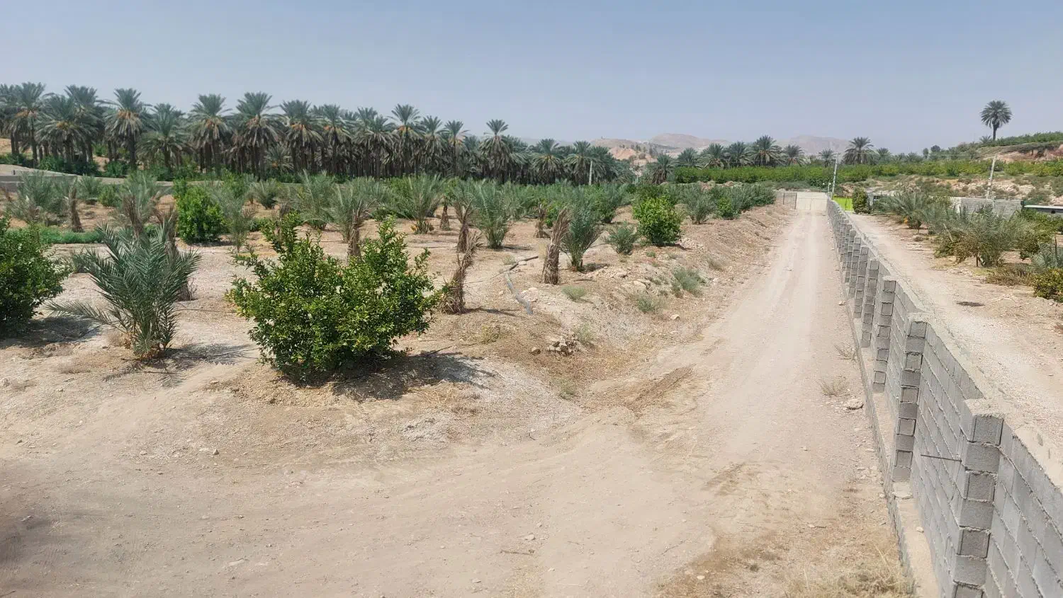 باغ نخل و مرکبات داخل شهر جهرم با قیمت مناسب|فروش دفتر صنعتی، کشاورزی، تجاری|جهرم, |دیوار